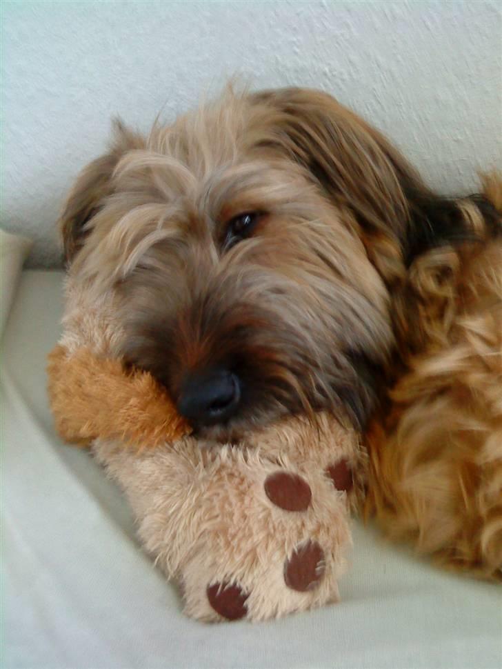 Briard Chili - MIN BAMSE!!! billede 13