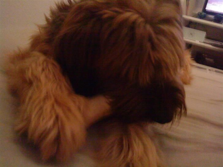 Briard Chili - det lækre ben, kun mit billede 15