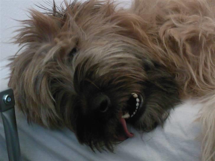 Briard Chili - skal vi lege billede 16