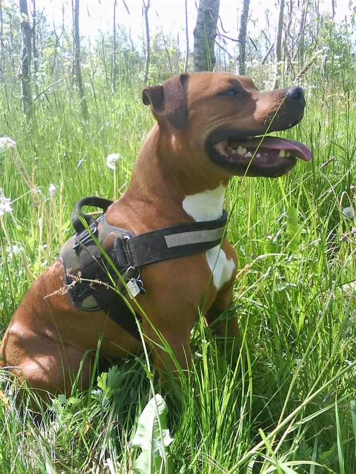 Blanding af racer R.I.P Miklo - Velkommen til Miklos profil:D billede 1