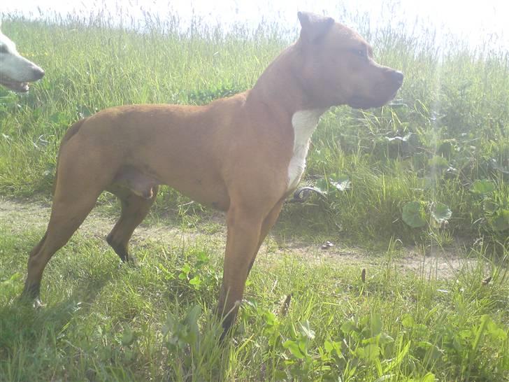 Blanding af racer R.I.P Miklo - Fordi Miklo er sej(: billede 2