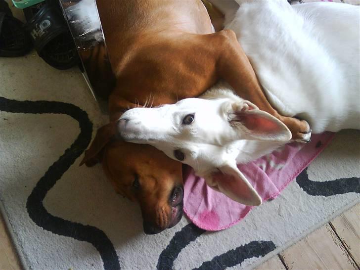 Blanding af racer R.I.P Miklo - Fordi Honey og Miklo er seje(: billede 3