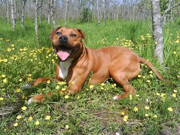Blanding af racer R.I.P Miklo - Dejligt med et solbad :) billede 7