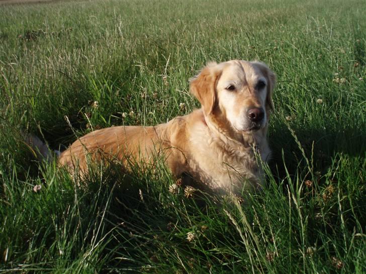 Golden retriever Caseih - Skønt med en tur i marken billede 8