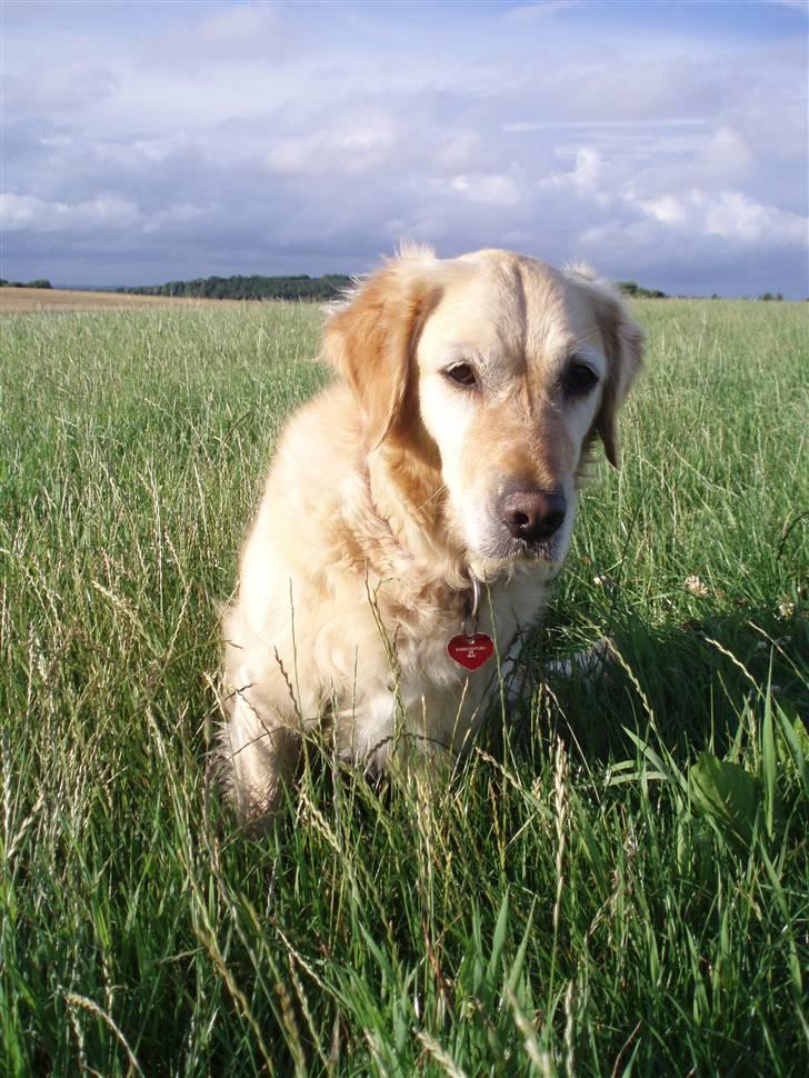 Golden retriever Caseih - Er på vej... billede 9