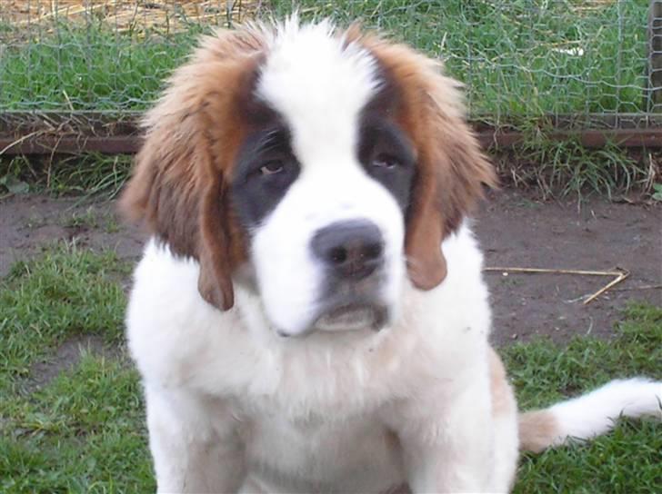 Sankt bernhardshund tulle billede 16