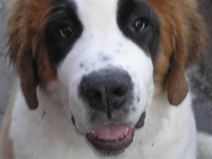 Sankt bernhardshund tulle billede 17