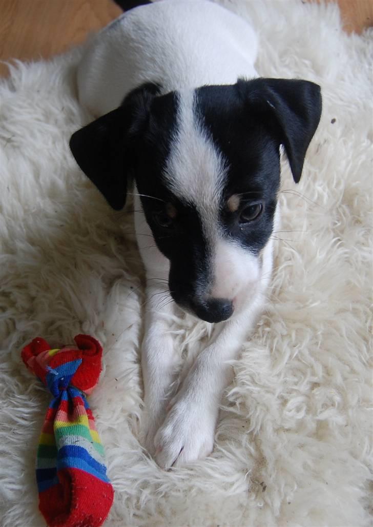 Dansk svensk gaardhund Dico  billede 1