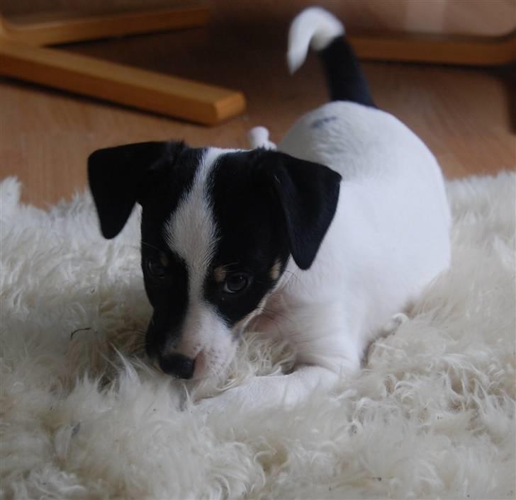 Dansk svensk gaardhund Dico  billede 2