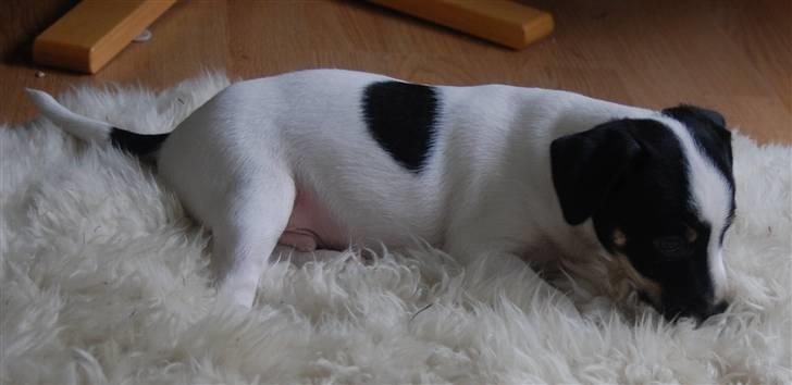 Dansk svensk gaardhund Dico  billede 3