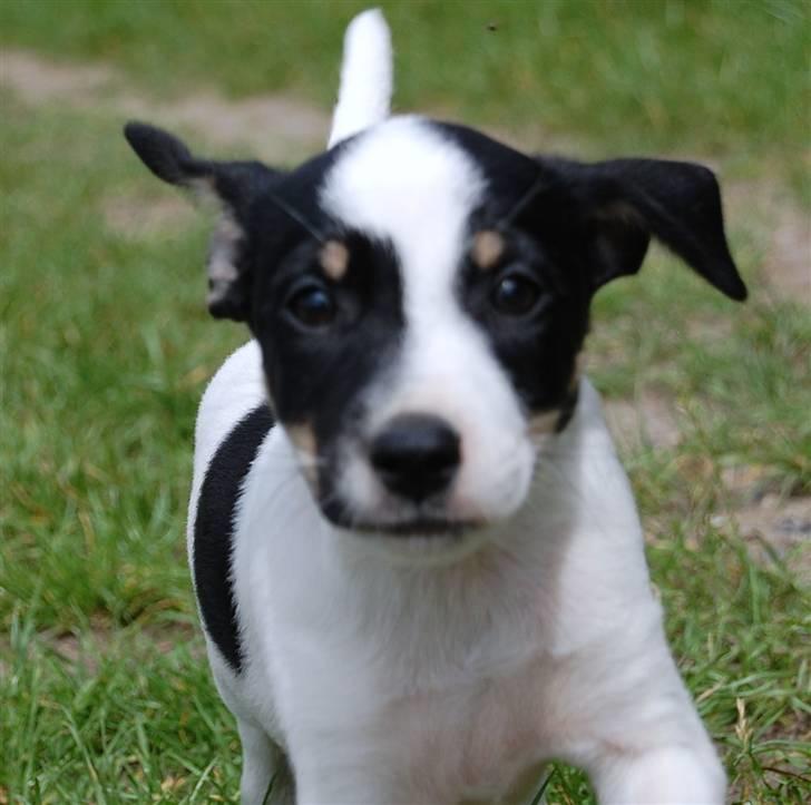 Dansk svensk gaardhund Dico  billede 4