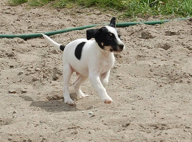 Dansk svensk gaardhund Dico  billede 5