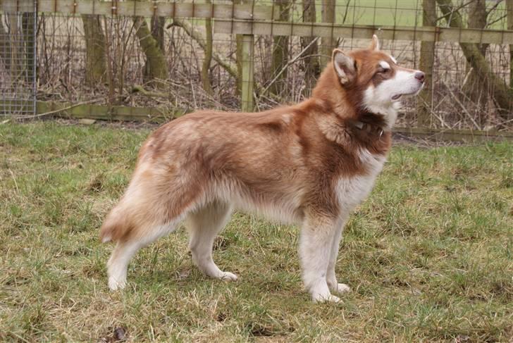 Alaskan malamute Snowcreek Arctic Red Boss billede 1