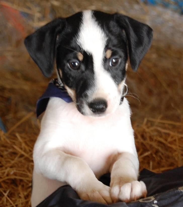 Dansk svensk gaardhund Dico  billede 6