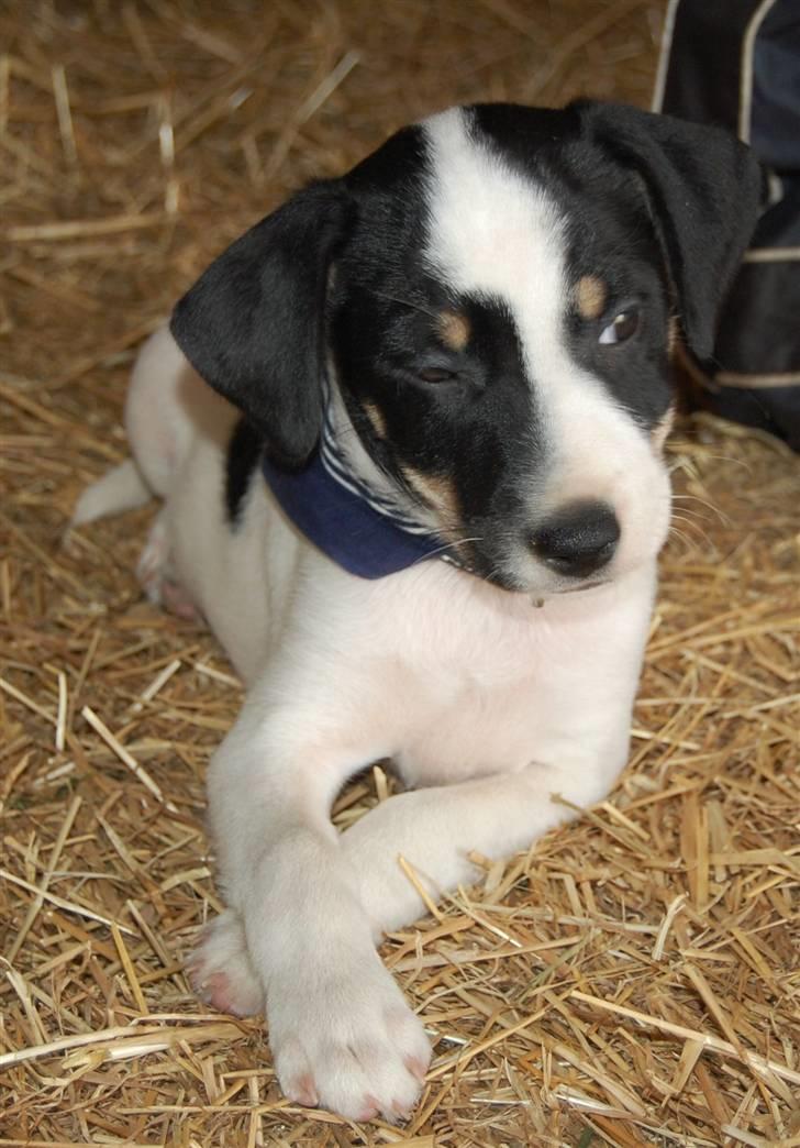 Dansk svensk gaardhund Dico  billede 7