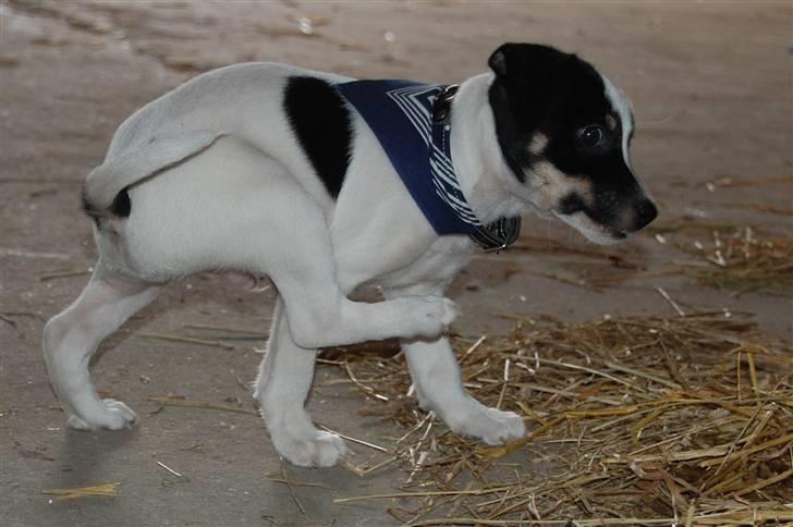 Dansk svensk gaardhund Dico  billede 8