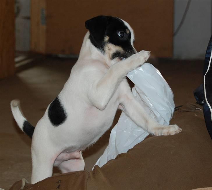 Dansk svensk gaardhund Dico  billede 9