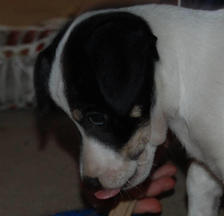 Dansk svensk gaardhund Dico  billede 10