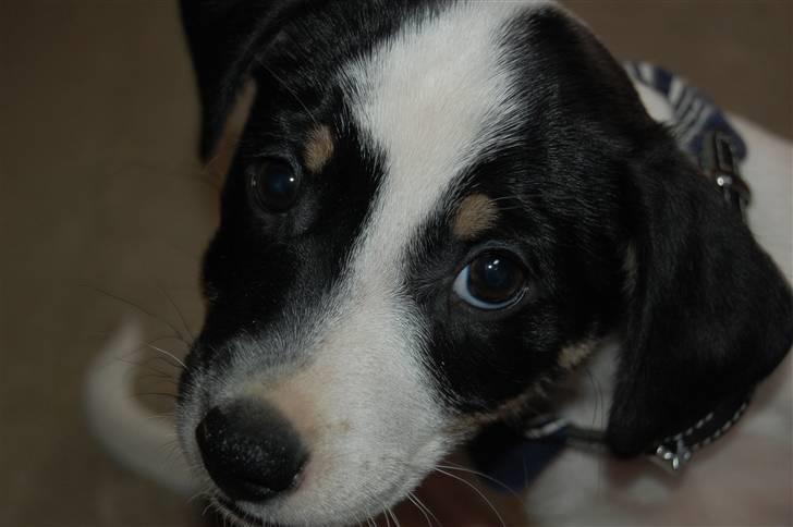 Dansk svensk gaardhund Dico  billede 11