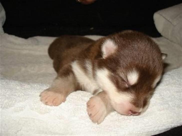 Alaskan malamute Snowcreek Arctic Red Boss - Boss en uge gammel billede 3