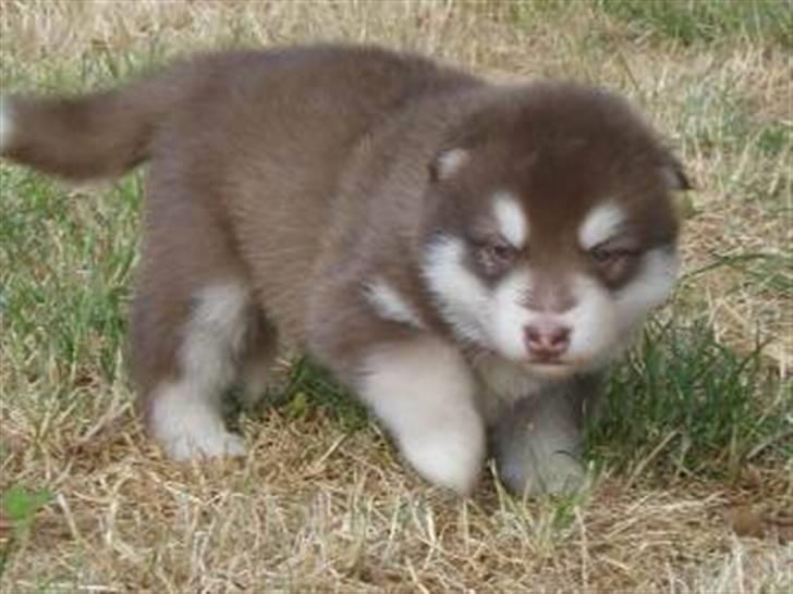 Alaskan malamute Snowcreek Arctic Red Boss - Boss 3 uger gammel billede 5