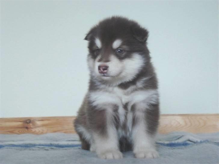 Alaskan malamute Snowcreek Arctic Red Boss - Boss 4 uger gammel billede 6