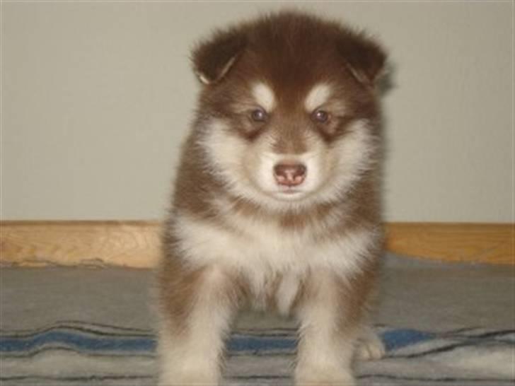 Alaskan malamute Snowcreek Arctic Red Boss - Boss 5 uger gammel billede 7