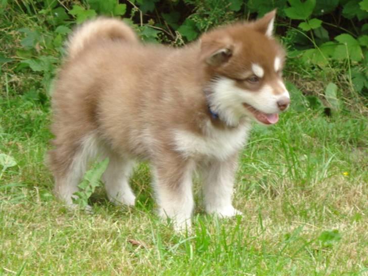 Alaskan malamute Snowcreek Arctic Red Boss - Boss 6 uger gammel billede 8