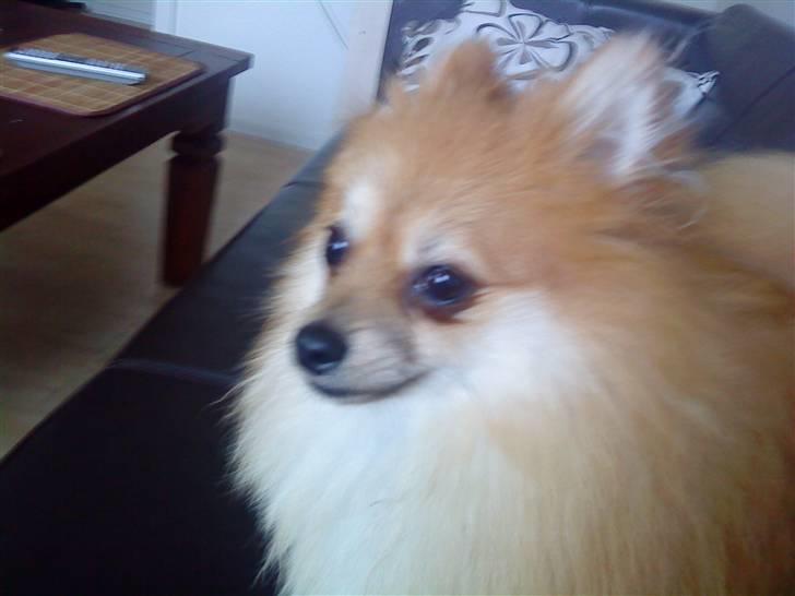 Pomeranian Victor billede 1