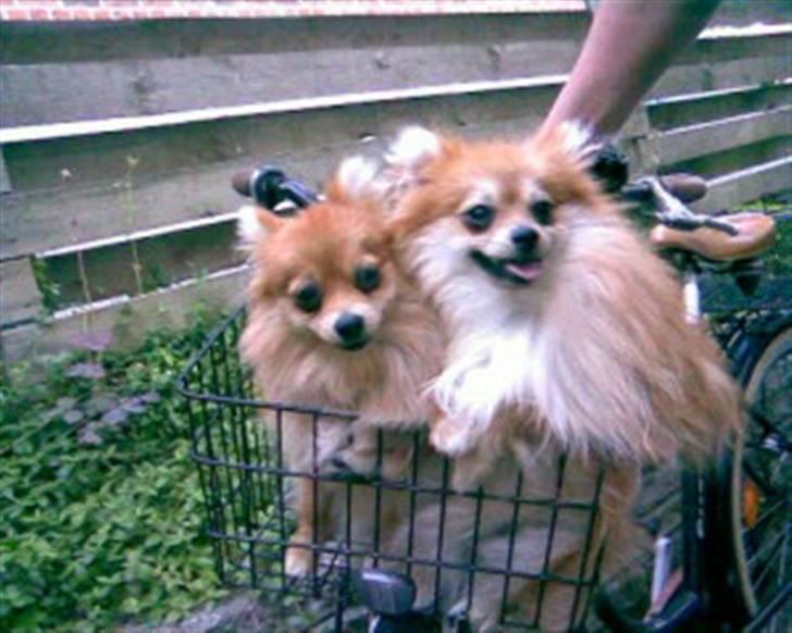 Pomeranian Victor - i cykelkurven sammen med zaphira. :-) billede 2