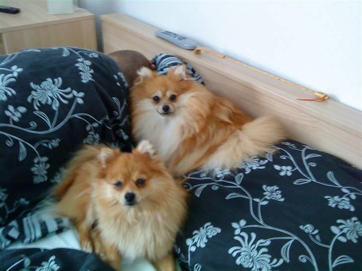 Pomeranian Victor - selv om det er små hunde har de lært at fylde i sengen.. ;-) billede 3
