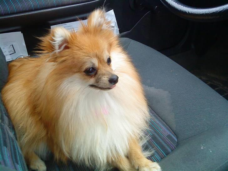 Pomeranian Victor billede 4