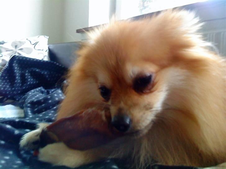 Pomeranian Victor - griseører er nu godt. selv om mor siger det lugter.. billede 5