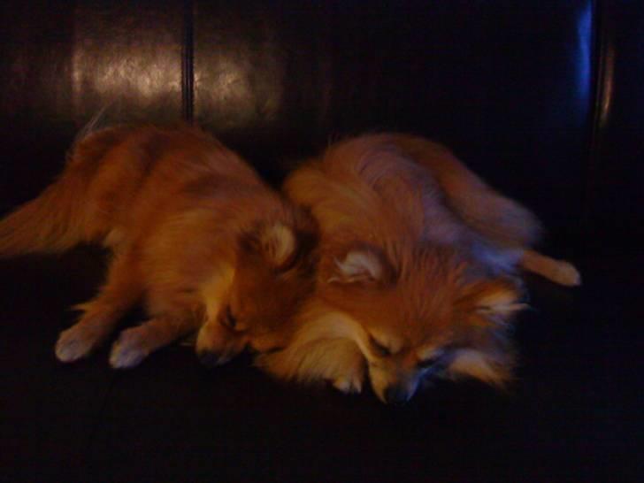 Pomeranian Victor - en aften på sofaen og så er man frisk dagen efter. billede 6