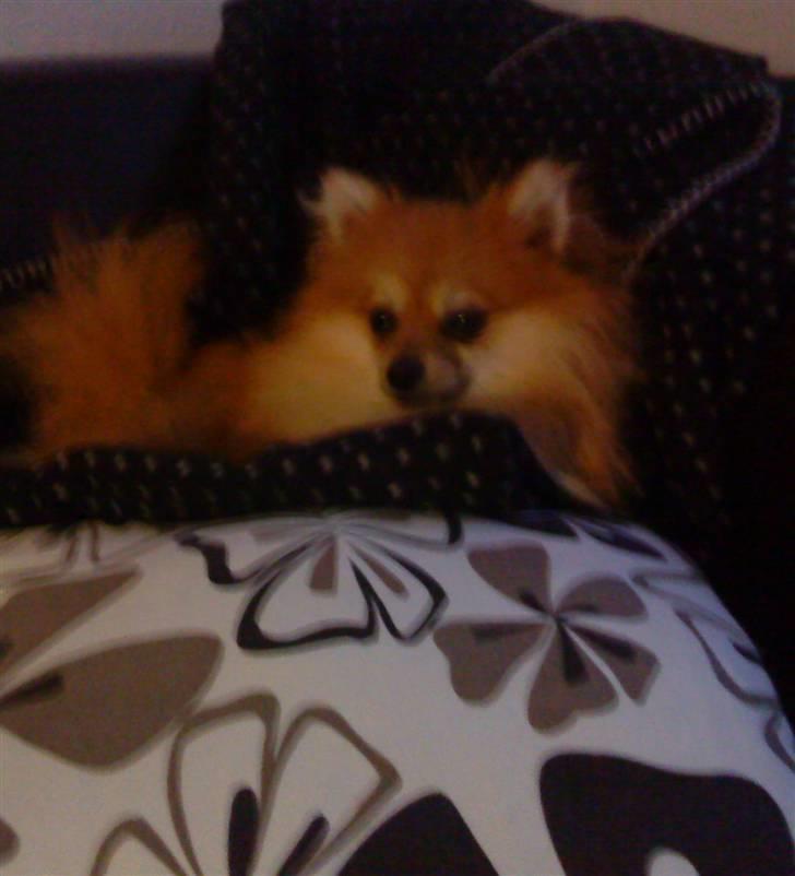 Pomeranian Victor - hvis zaphira bliver lidt for skrap kan man gemme sig bag puderne i sofaen. :-) billede 7