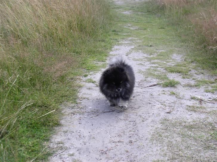Pomeranian Gizmo - Her kommmer jeg (11 uger) billede 4