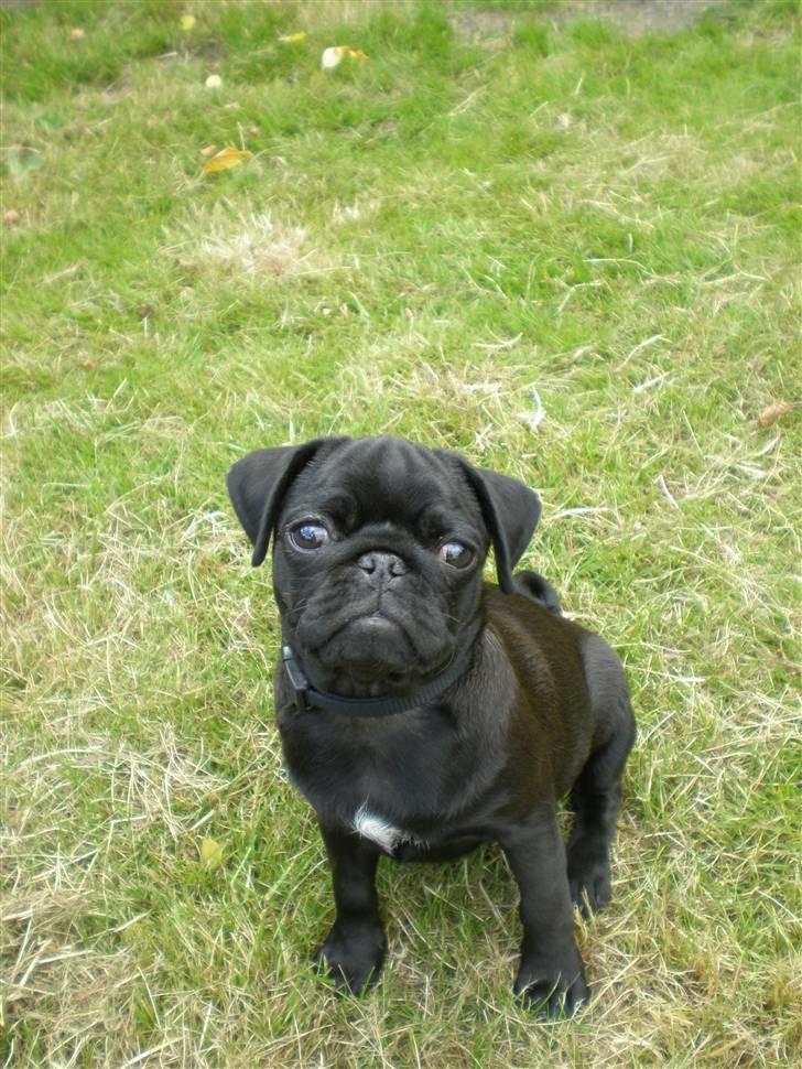 Mops Freja billede 1