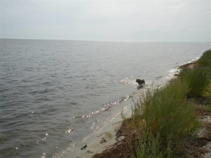 Staffordshire bull terrier Chloé billede 14