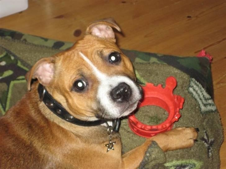 Staffordshire bull terrier Chloé billede 15