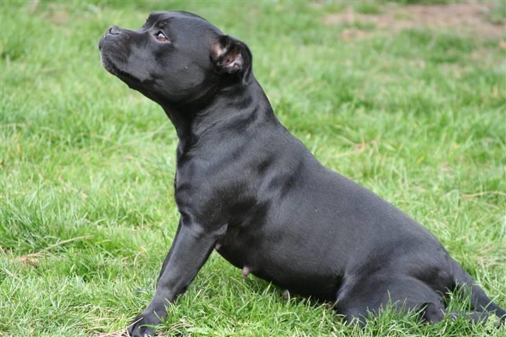 Staffordshire bull terrier Chico - Chico´s mor "Jasmin" billede 10