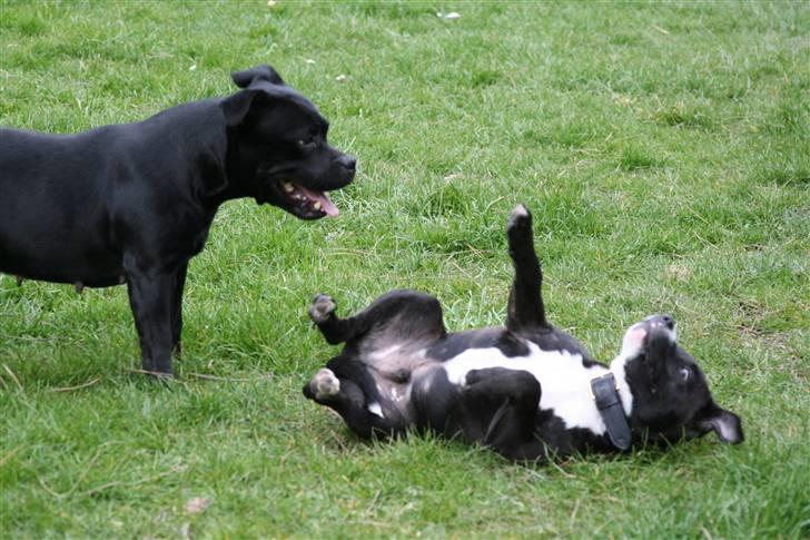 Staffordshire bull terrier Chico - Mor sætter mig på plads billede 11