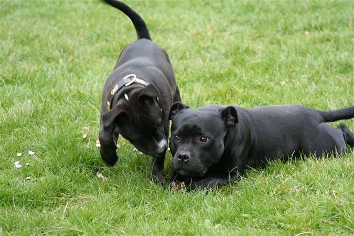 Staffordshire bull terrier Chico - mor og jeg billede 12