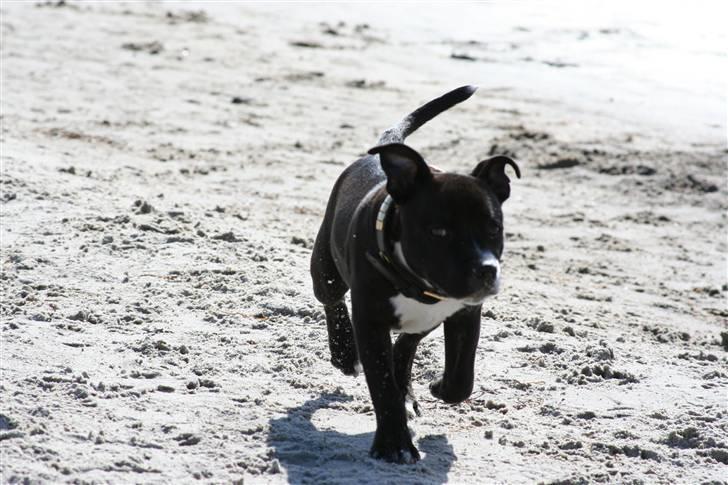 Staffordshire bull terrier Chico - Elsker stranden billede 13