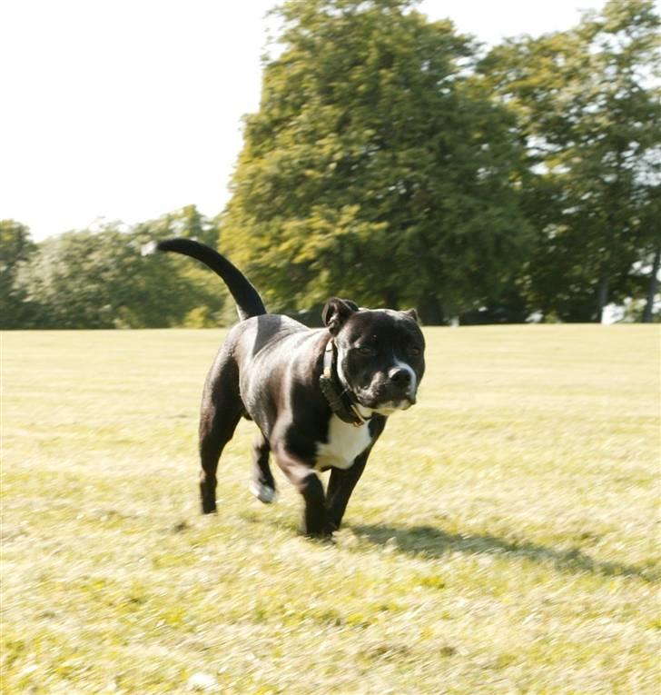 Staffordshire bull terrier Chico billede 14