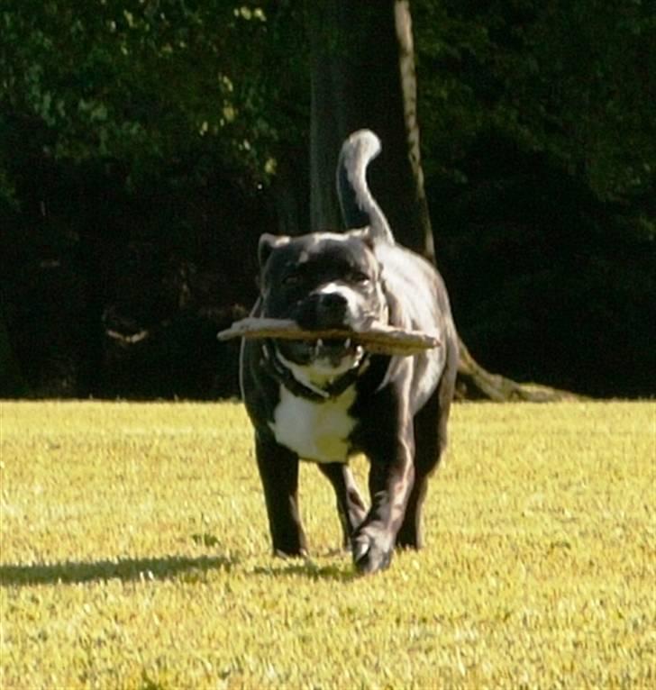 Staffordshire bull terrier Chico billede 15