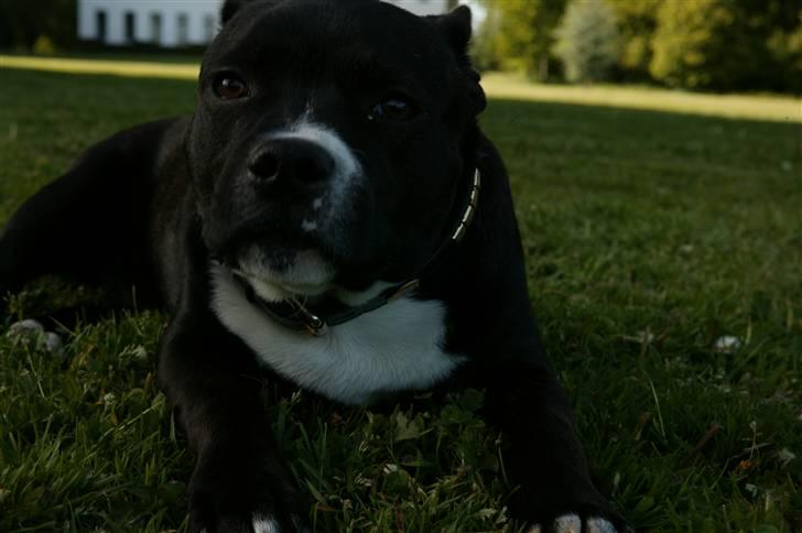 Staffordshire bull terrier Chico - Køler af i skyggen på en varm dag  billede 16