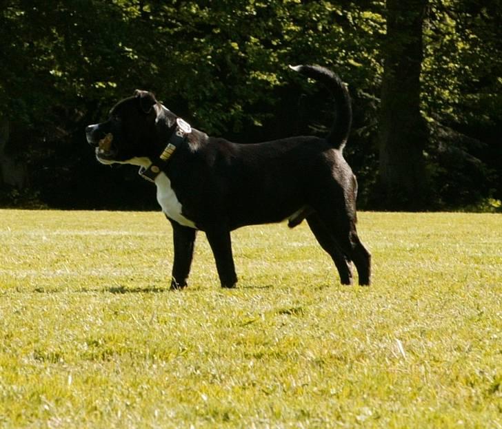 Staffordshire bull terrier Chico billede 17