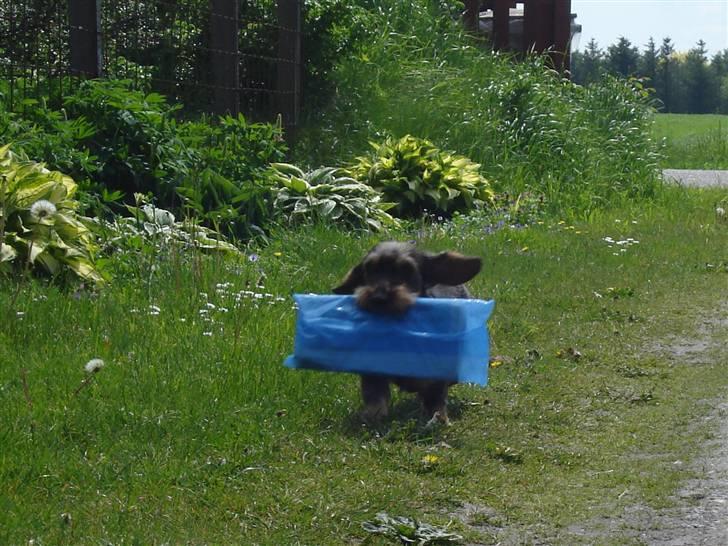 Gravhund nissebandensYannik(rufus) - det alle drømmer om!! <3  billede 4