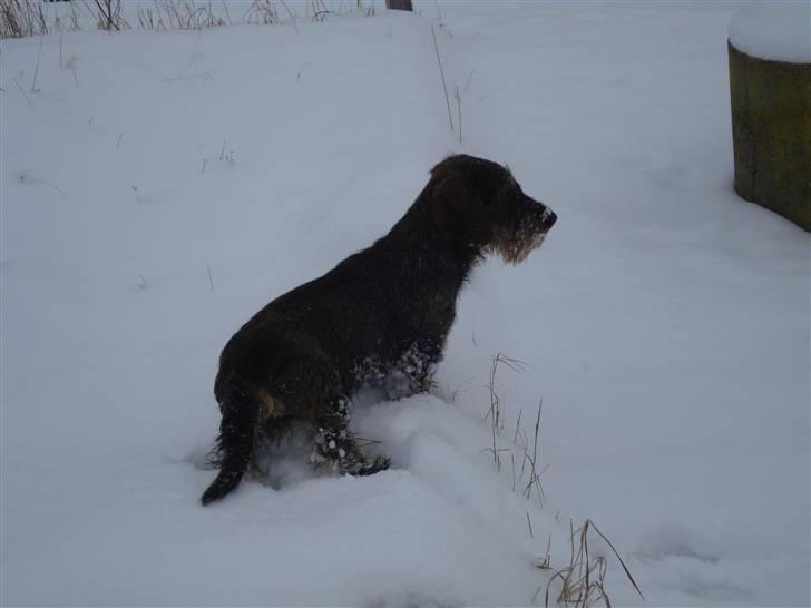 Gravhund nissebandensYannik(rufus) billede 5