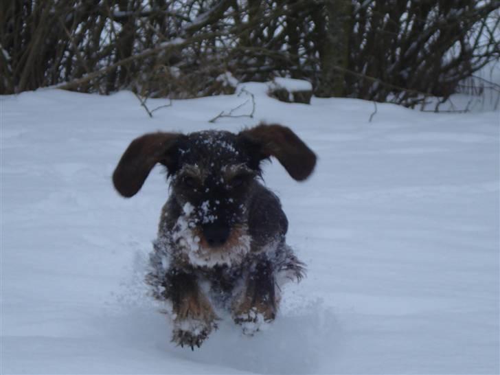 Gravhund nissebandensYannik(rufus) billede 6